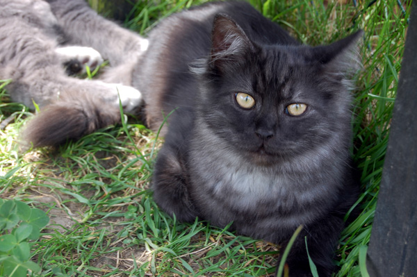 Ivanhoe im Freigehege.jpg